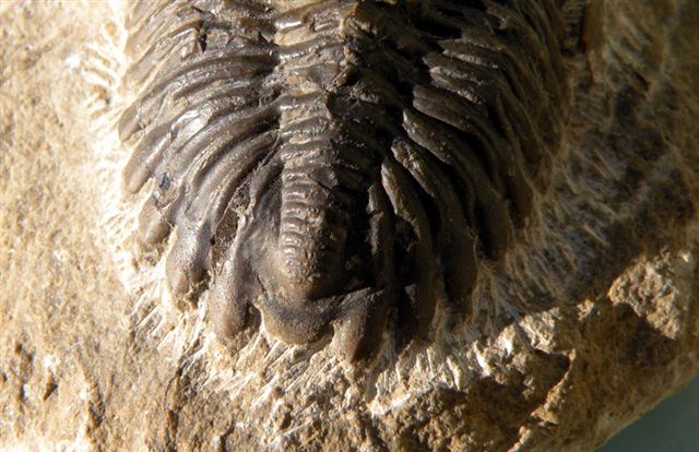 Trilobiti verosimilmente marocchine